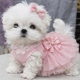 Maschietti e femminucce di maltese