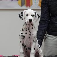 Cucciolo di Dalmata con pedigree