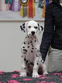 Cucciolo di Dalmata con pedigree