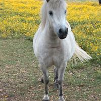 Pony