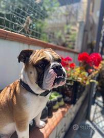 Cerco bulldog inglese femmina per monta