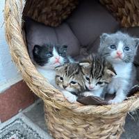 Cuccioli nati ad Aprile