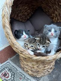 Cuccioli nati ad Aprile