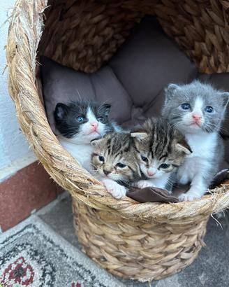 Cuccioli nati ad Aprile