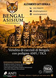 Gattini Bengala TOP