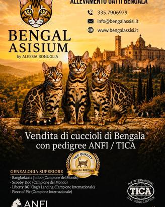 Gattini Bengala TOP