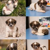 Cucciolo maschio due mesi