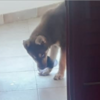 Vendo cane husky