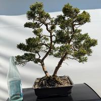 Bonsai ginepro kishu
