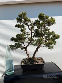 Bonsai ginepro kishu