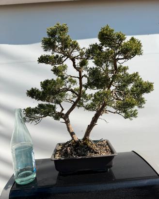 Bonsai ginepro kishu