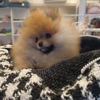 Spitz di Pomerania femmina