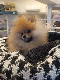 Spitz di Pomerania femmina