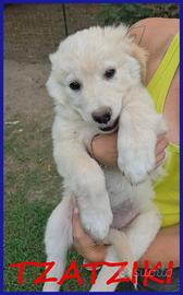 TZATZIKI VISPO CUCCIOLO 2 MESI