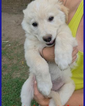 TZATZIKI VISPO CUCCIOLO 2 MESI