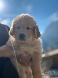 Cuccioli golden retriever