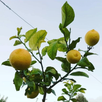 Piante di Limone
