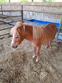Pony