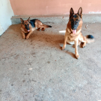 Cuccioli pastore tedesco