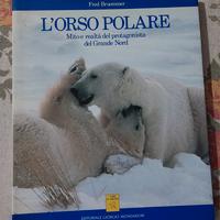 L'orso polare
