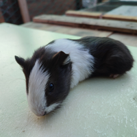 Porcellino d'india - calvia