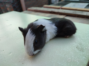 Porcellino d'india - calvia