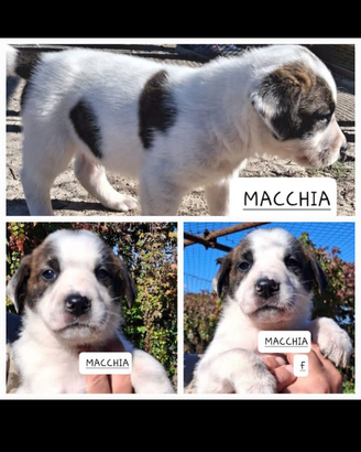 Adotta Macchia