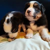 Australian shepherd