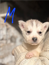 Cuccioli di husky siberian puri