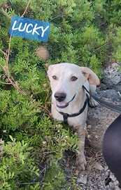 Lucky taglia media grande