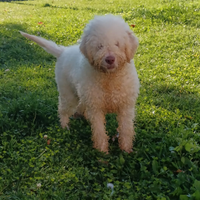 Lagotto romagnolo