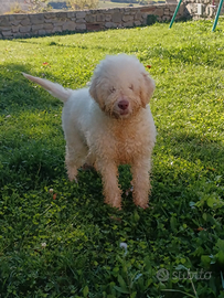 Lagotto romagnolo