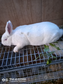 Coniglio bianco di nuova Zelanda