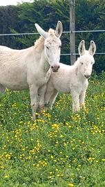 Puledra asina da pastore