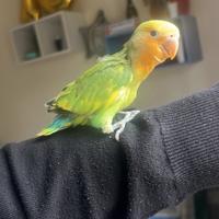 Inseparabile pezzato multicolore