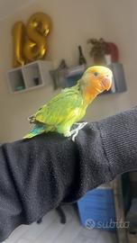 Inseparabile pezzato multicolore