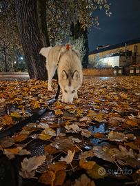 Siberian husky 1 anno femmina