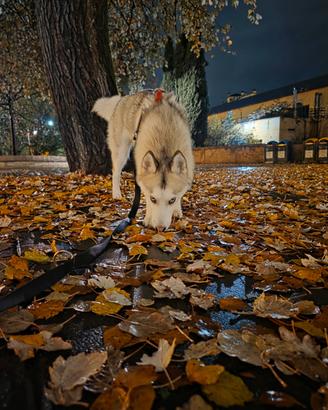 Siberian husky 1 anno femmina
