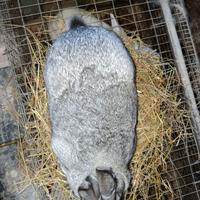 Coniglia grigia di Carmagnola