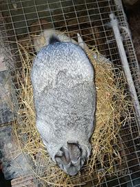 Coniglia grigia di Carmagnola