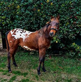 Puledro Appaloosa