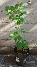 4 Querce (farnia), 1 frangula, 2 spino cervino.