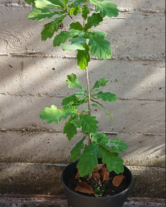 4 Querce (farnia), 1 frangula, 2 spino cervino.