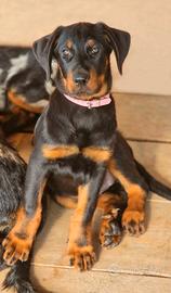 Cucciola BEAUCERON femmina nero focata