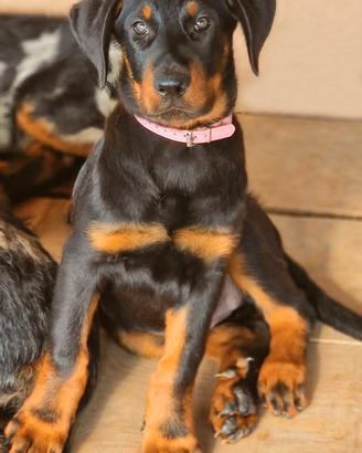 Cucciola BEAUCERON femmina nero focata
