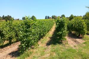 Azienda vitivinicola