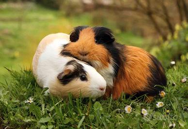 Porcellini d'india (cavie peruviane)