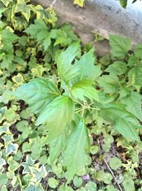 Ibisco cinese pianta