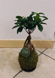 Kokedama Bonsai Ficus Ginseng