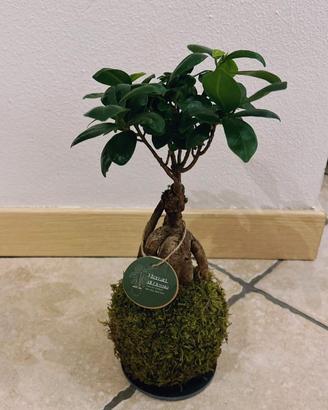 Kokedama Bonsai Ficus Ginseng